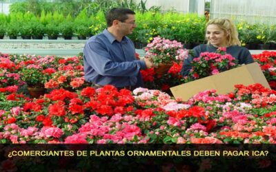 ¿Comerciantes de plantas ornamentales deben pagar ICA?